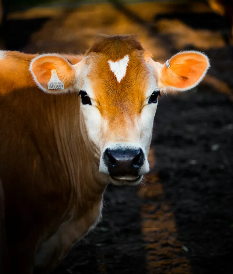 Jersey cow with ear tag